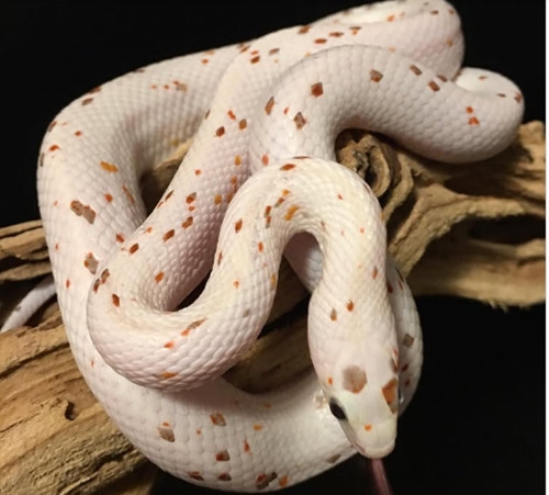 Rắn ngô Palmetto là một giống bạch tạng với các vảy màu ngẫu nhiên lốm đốm trên cơ thể. Lần đầu tiên được lai tạo và bán vào năm 2012, những con rắn này có giá 4.000 USD/con. Ngày nay, rắn ngô Palmetto đã phổ biến hơn, giá từ 500 đến 1.000 USD/con. Ảnh: Pangovet