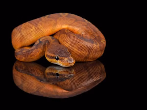 Trăn bóng hoàng hôn được biết đến với màu đỏ và cam tuyệt đẹp. Giá của loài rắn này thay đổi tùy theo sự kết hợp giữa màu sắc và các vết đốm, khoảng 15.000 USD (hơn 350 triệu VNĐ). Ảnh: Dnaindia