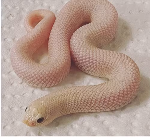 Rắn Leucistic Western Hognose có màu trắng nhạt, với mắt xanh hoặc xám, giá trên thị trường vào khoảng 8.500 USD (tương đương 203 triệu VNĐ). Ảnh: Pangovet