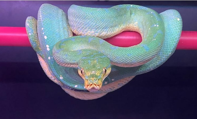 Sự quý hiếm và vẻ ngoài độc đáo khiến trăn cây xanh trở thành loài rắn đắt nhất thế giới. Ảnh: Pangovet