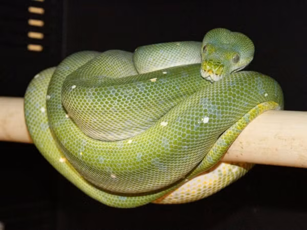 Có nguồn gốc từ Úc, New Guinea và Indonesia, trăn cây xanh màu da trời là một trong những loài rắn đắt nhất hành tinh khi có giá 1,8 triệu USD (tương đương 43 tỷ đồng). Ảnh: Dnaindia