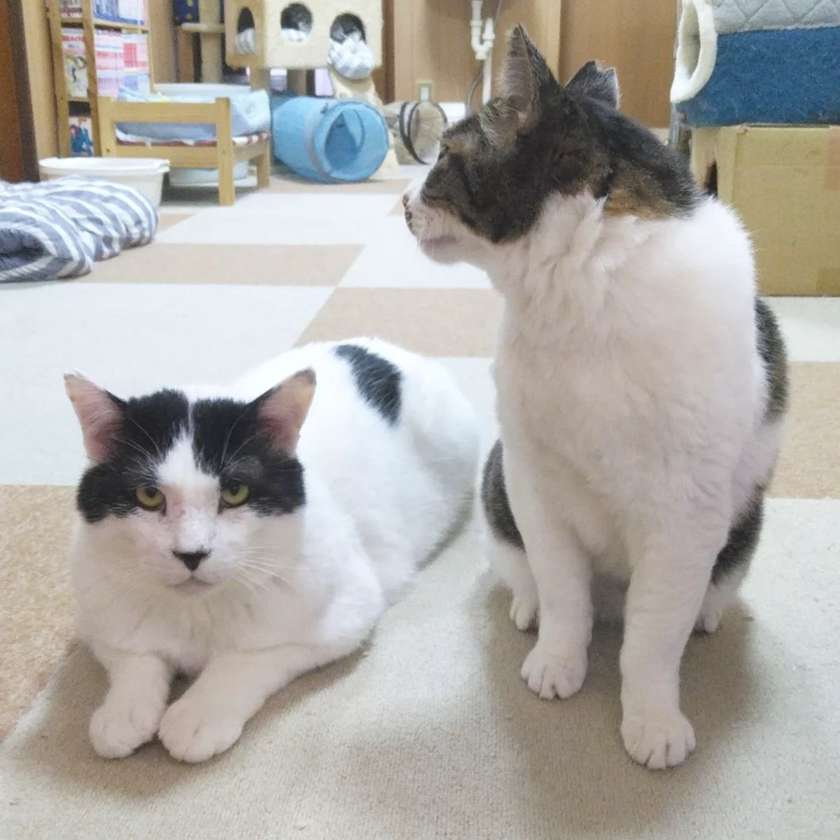 Dù đã đạt được mục tiêu, Saki vẫn tiếp tục sống tiết kiệm và để dành tiền giúp đỡ những chú mèo hoang. Cô mở quán cà phê mèo ở tầng trệt của một trong những ngôi nhà mình sở hữu, cung cấp nơi trú ẩn và hỗ trợ cho nhiều con mèo hoang. Ảnh: Todayonline