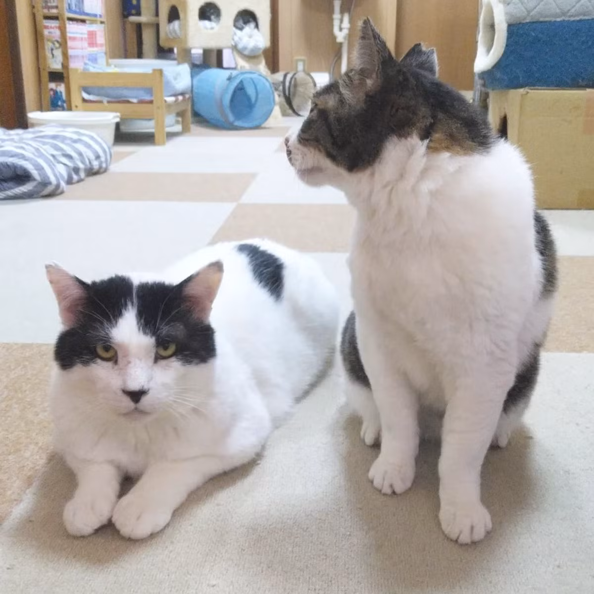 Dù đã đạt được mục tiêu, Saki vẫn tiếp tục sống tiết kiệm và để dành tiền giúp đỡ những chú mèo hoang. Cô mở quán cà phê mèo ở tầng trệt của một trong những ngôi nhà mình sở hữu, cung cấp nơi trú ẩn và hỗ trợ cho nhiều con mèo hoang. Ảnh: Todayonline