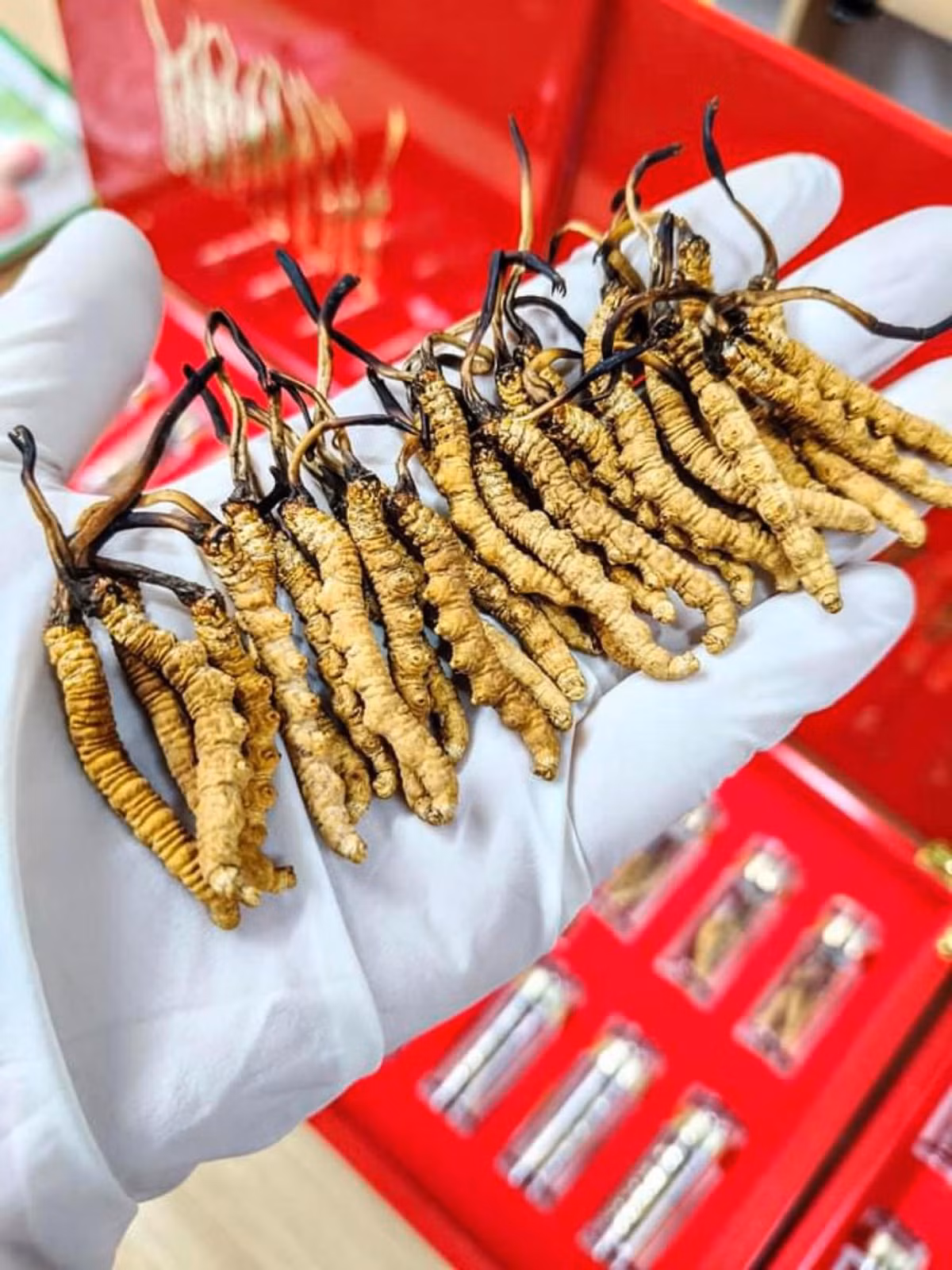 Trong đó, đông trùng đang đổ bộ thị trường Việt, rao bán nhiều trên “chợ mạng” đa phần có xuất xứ từ Tây Tạng và Bhutan. Ảnh; FB Kim Anh