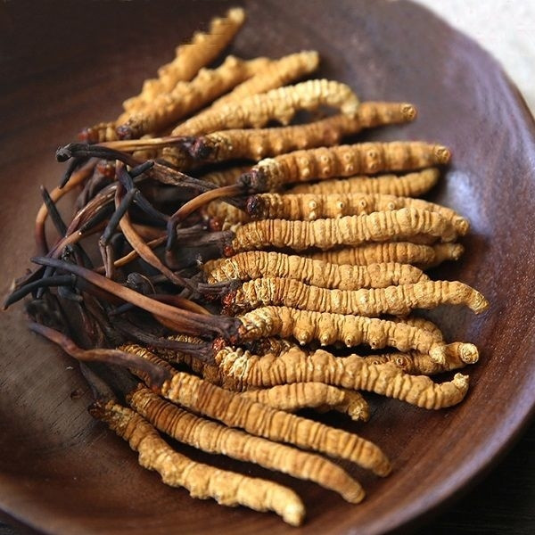 Đáng chú ý, đông trùng hạ thảo loại loại đắt nhất có giá lên tới 2,5 tỷ đồng/kg. Ảnh: Onplaza