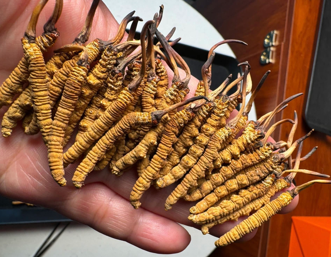 Theo nguồn tin trên Báo Vietnamnet, đông trùng hạ thảo đang là mặt hàng xa xỉ được nhiều khách hàng ưa chuộng làm quà biếu tặng dịp Tết Ất Tỵ 2025. Ảnh: Vietnamnet