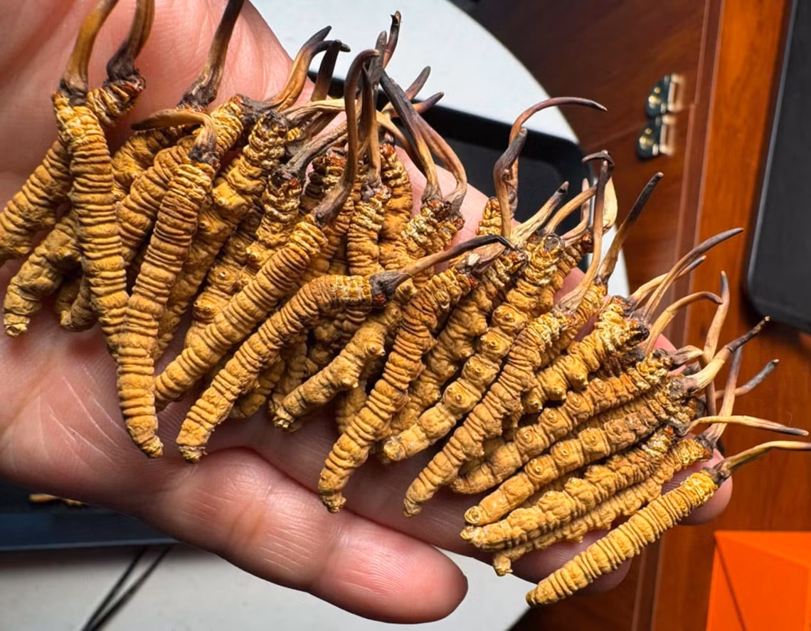 Theo nguồn tin trên Báo Vietnamnet, đông trùng hạ thảo đang là mặt hàng xa xỉ được nhiều khách hàng ưa chuộng làm quà biếu tặng dịp Tết Ất Tỵ 2025. Ảnh: Vietnamnet