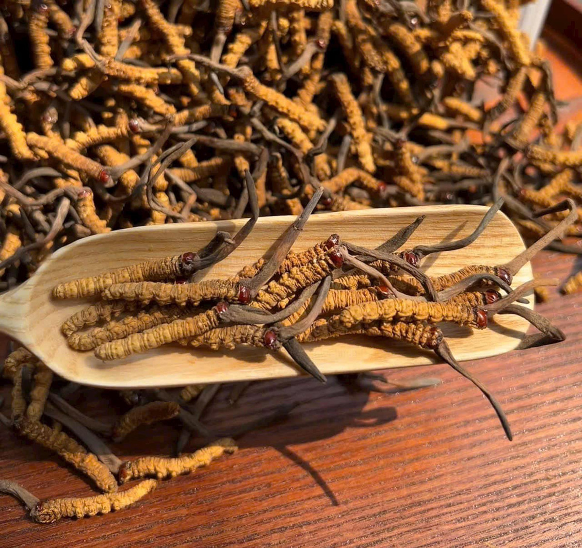 Theo các tiểu thương, giá đông trùng hạ thảo phụ thuộc vào từng loại. Chẳng hạn, đông trùng hạ thảo loại B size 61-69 con/10gram có giá 730 triệu đồng/kg, loại A size 56-60 con/10gram 850 triệu đồng/kg, size từ 31-35 con/10gram giá 1,4 tỷ đồng/kg... Ảnh: FB Trần Cẩm Nhung