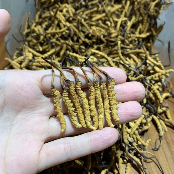 Đông trùng hạ thảo được quảng cáo như “tiên dược” tự nhiên có giá trị tốt hơn cả nhân sâm. Thậm chí, giới buôn bán hàng xa xỉ phẩm còn gọi đông trùng hạ thảo là sâu cỏ (nửa động vật nửa thực vật). Ảnh: Internet