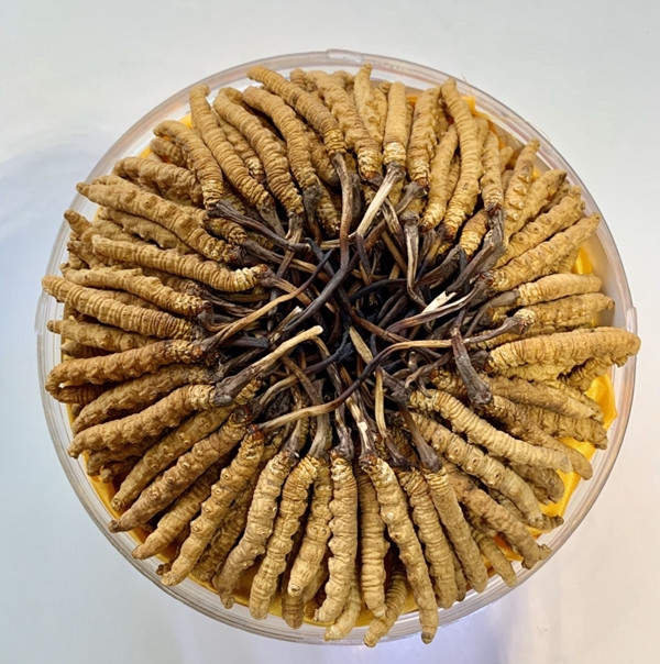 Đây là một giống nấm mọc ký sinh trên ấu trùng sâu thuộc họ cánh bướm. Nấm và sâu cộng sinh với nhau. Ảnh: Nhân sâm Thảo Linh