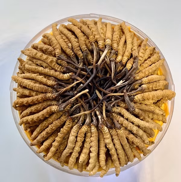 Đây là một giống nấm mọc ký sinh trên ấu trùng sâu thuộc họ cánh bướm. Nấm và sâu cộng sinh với nhau. Ảnh: Nhân sâm Thảo Linh