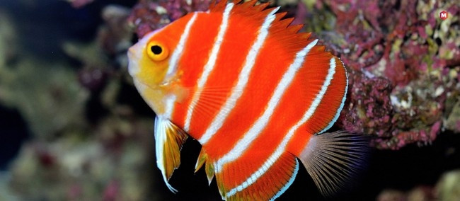 Cá thiên thần bạc hà (Peppermint Angelfish) nổi bật với những sọc đỏ và trắng rực rỡ, có mức giá 30.000 USD. Mức giá đắt đỏ này xuất phát từ sự hiếm có và khó khăn trong việc đánh bắt khó khăn dưới nước sâu. Ảnh: Marketing91