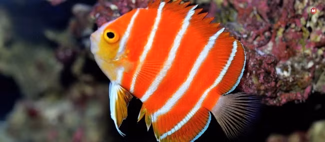 Cá thiên thần bạc hà (Peppermint Angelfish) nổi bật với những sọc đỏ và trắng rực rỡ, có mức giá 30.000 USD. Mức giá đắt đỏ này xuất phát từ sự hiếm có và khó khăn trong việc đánh bắt khó khăn dưới nước sâu. Ảnh: Marketing91