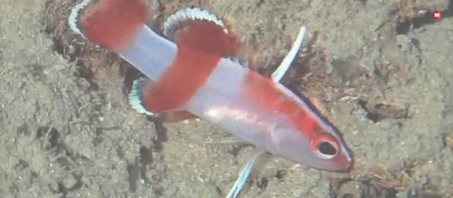 Cá vược vây lưỡi kiếm có kích thước tối đa chỉ 1,5 inch, vây lưng sắc như dao cạo, giá 10.000 USD. Ảnh: Marketing91