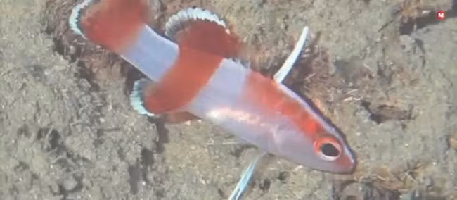 Cá vược vây lưỡi kiếm có kích thước tối đa chỉ 1,5 inch, vây lưng sắc như dao cạo, giá 10.000 USD. Ảnh: Marketing91