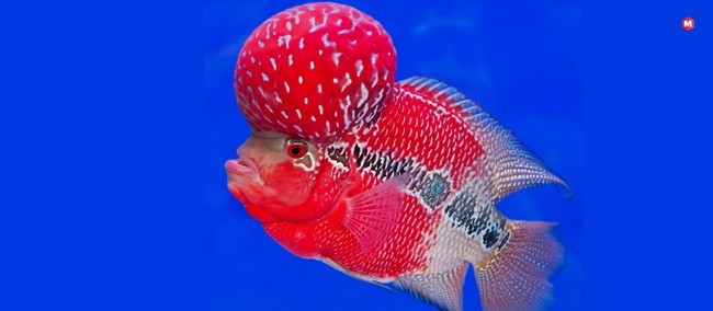 Cá Flowerhorn là loài cá cảnh nổi tiếng với màu sắc rực rỡ và hình dạng đầu đặc biệt và mức giá lên tới 600.000 USD. Độ hiếm và khó khăn trong việc nhân giống góp phần đẩy giá loài cá xinh đẹp này cao ngất ngưởng. Ảnh: Marketing91