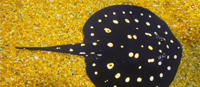 Cá đuối chấm bi nước ngọt có giá trị 100.000 USD, chủ yếu nhờ vẻ ngoài hấp dẫn và việc nhân giống khó khăn. Ảnh: Marketing91