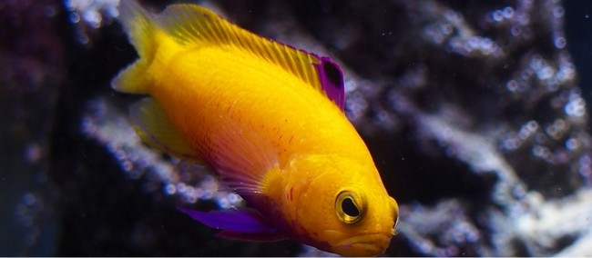 Cá rô vàng mang một nét thanh lịch nhất định với vẻ đẹp rực rỡ kết hợp phong thái nhẹ nhàng, giá khoảng 8.000 USD. Ảnh: Marketing91