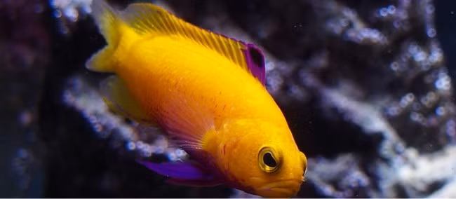 Cá rô vàng mang một nét thanh lịch nhất định với vẻ đẹp rực rỡ kết hợp phong thái nhẹ nhàng, giá khoảng 8.000 USD. Ảnh: Marketing91