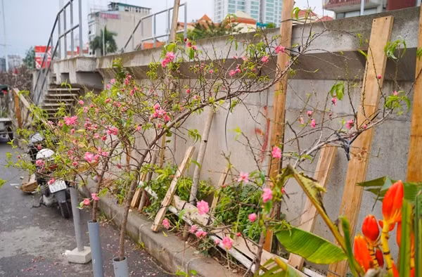 Còn hơn 1 tháng nữa mới đến Tết Nguyên đán Ất Tỵ 2025 nhưng không khí Tết đã bắt đầu nhộn nhịp trên khắp các chợ hoa ở Hà Nội. Ảnh: Tiền phong