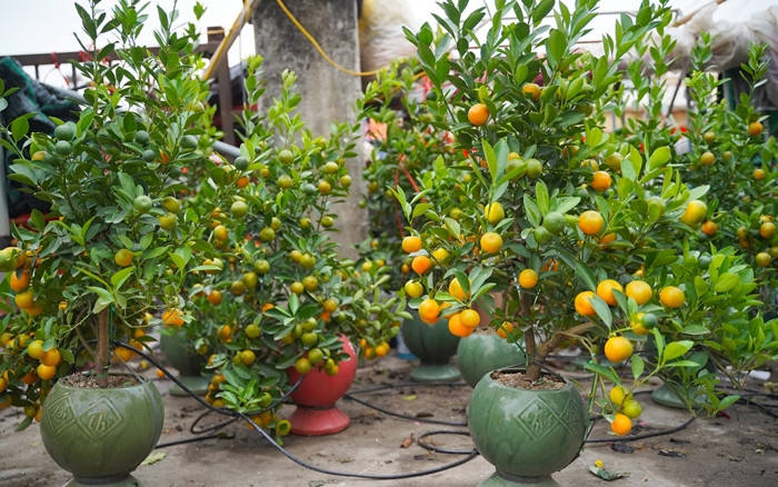 Những chậu quất năm ngoái giá từ 200.000 - 250.000 đồng thì năm nay đã tăng khoảng 100.000 đồng/chậu. Ảnh: Tiền phong