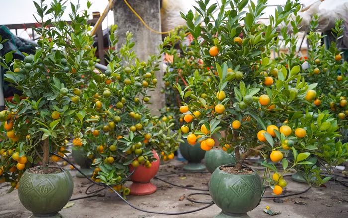 Những chậu quất năm ngoái giá từ 200.000 - 250.000 đồng thì năm nay đã tăng khoảng 100.000 đồng/chậu. Ảnh: Tiền phong