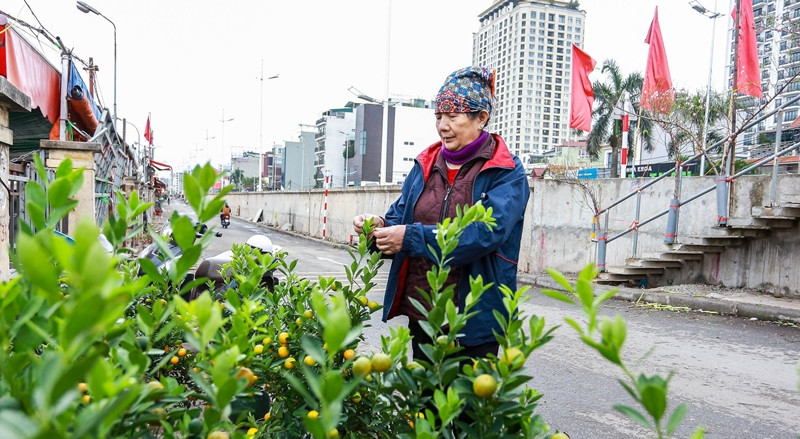 Những chậu quất quả to, chín đều và đẹp dao động từ 300.000 - 350.000 đồng/chậu. Người bán cho biết, giá hiện còn rẻ, đên Tết những chậu này chắc lên 400.000 đồng/chậu. Ảnh: Dân Việt