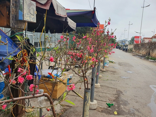 Theo các tiểu thương, phần lớn đào đang bán trên thị trường là đào bích. Ảnh: Người đưa tin