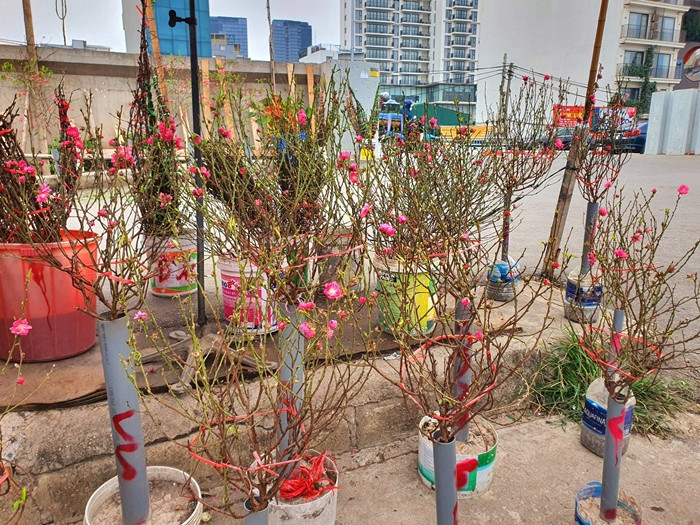 Hoa đào sớm thường kén khách chơi, chủ yếu là người có tiền. Ảnh: Người đưa tin