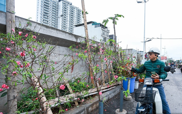 Do ảnh hưởng của bão, lượng đào và quất năm nay giảm so với mọi năm, khiến giá bình quân tăng từ 100.000 đồng đến 200.000 đồng. Ảnh: Dân Việt