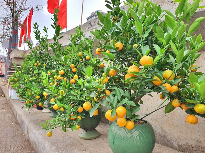 Trận lụt hồi tháng 9 cũng khiến quất ngập chết hết. Chỉ ít nhà ở trên cao, chạy được mới còn nên quất năm nay đắt hơn mọi năm. Ảnh: Người đưa tin