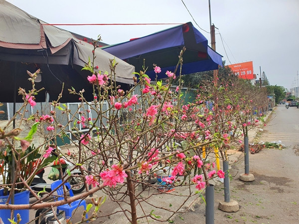 Những ngày này, con đường dọc chợ hoa Quảng Bá (Tây Hồ, Hà Nội), xuất hiện nhiều hàng bán hoa đào và quất phục vụ nhu cầu mua sắm của người dân. Ảnh: Người đưa tin