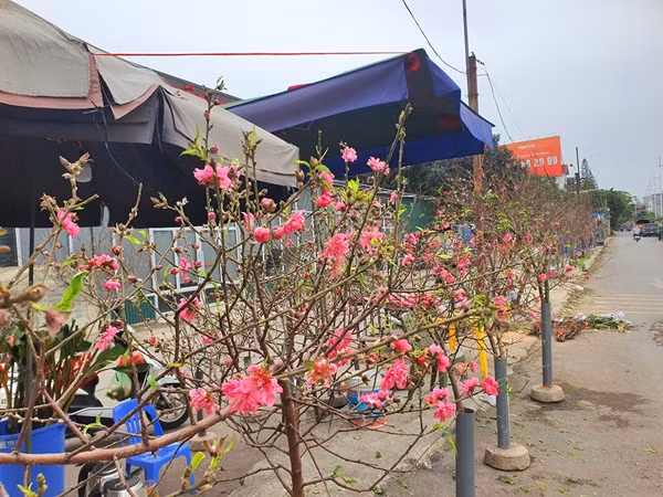 Những ngày này, con đường dọc chợ hoa Quảng Bá (Tây Hồ, Hà Nội), xuất hiện nhiều hàng bán hoa đào và quất phục vụ nhu cầu mua sắm của người dân. Ảnh: Người đưa tin