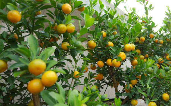 Ngoài đào, chợ hoa Quảng Bá cũng bắt đầu bán quất cảnh. Ảnh: Tiền phong