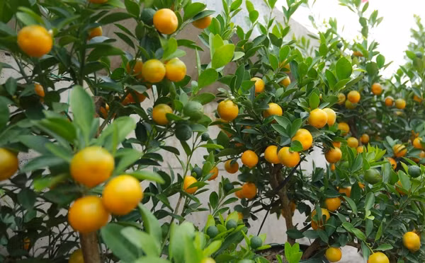 Ngoài đào, chợ hoa Quảng Bá cũng bắt đầu bán quất cảnh. Ảnh: Tiền phong