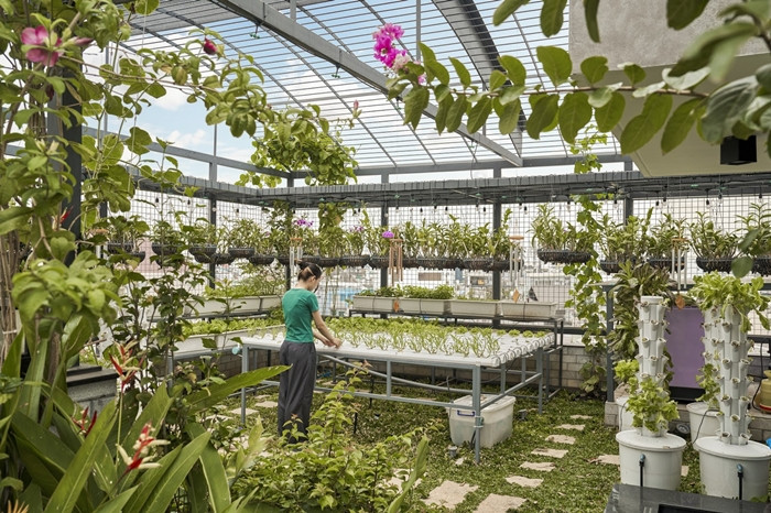 Khu vườn nhiệt đới kết hợp trồng rau giúp giảm bức xạ nhiệt, hệ thống tưới nước tự động hỗ trợ khu vực rau xanh... Ảnh: Phú Đào Studio