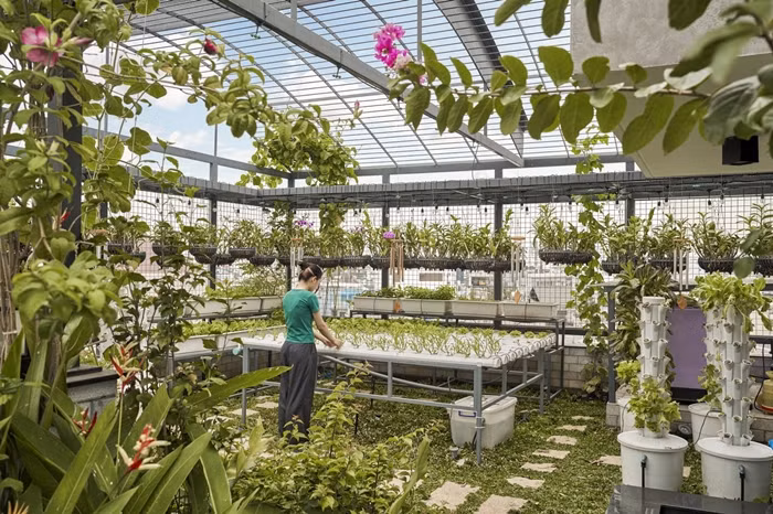 Khu vườn nhiệt đới kết hợp trồng rau giúp giảm bức xạ nhiệt, hệ thống tưới nước tự động hỗ trợ khu vực rau xanh... Ảnh: Phú Đào Studio