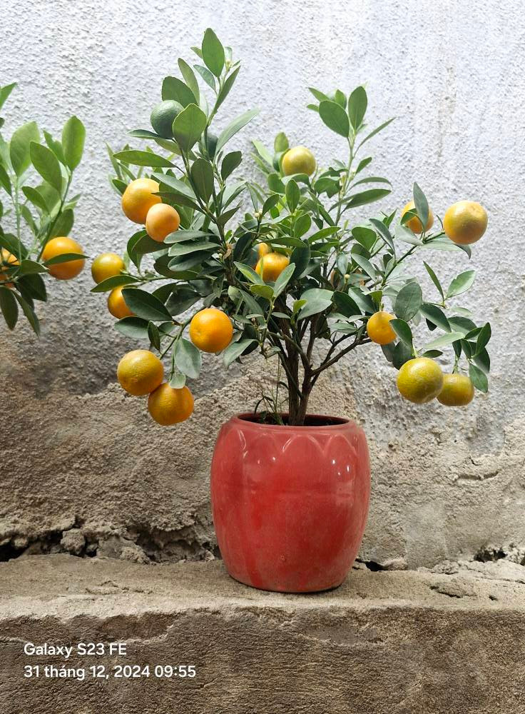 Những cây quất bonsai cao khoảng 40-50cm được trồng trong bình gốm, có hình dáng gọn, nhẹ, thế đẹp, giá chỉ từ 90.000 - 300.000 đồng/cây, tùy kích cỡ. Ảnh: FB Cúc Đinh