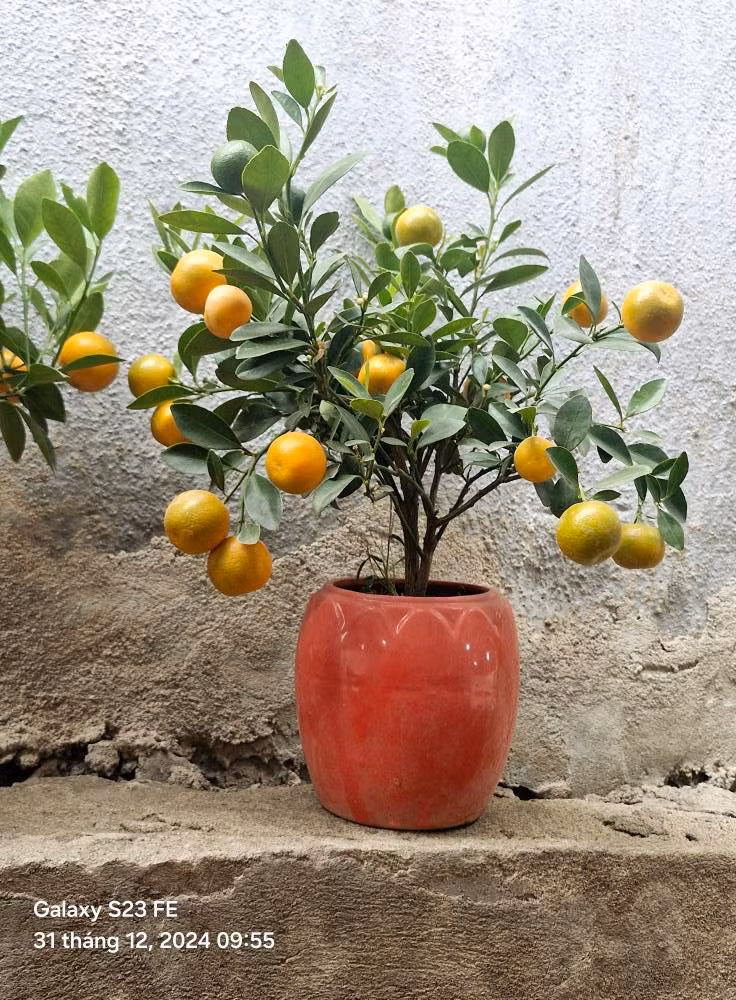 Những cây quất bonsai cao khoảng 40-50cm được trồng trong bình gốm, có hình dáng gọn, nhẹ, thế đẹp, giá chỉ từ 90.000 - 300.000 đồng/cây, tùy kích cỡ. Ảnh: FB Cúc Đinh