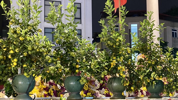 Không chỉ người dân, quất mini còn được dân công sở văn phòng ưa chuộng bởi kích thước nhỏ, phù hợp trên bàn làm việc đón không khí năm mới. Ảnh: Suckhoedoisong