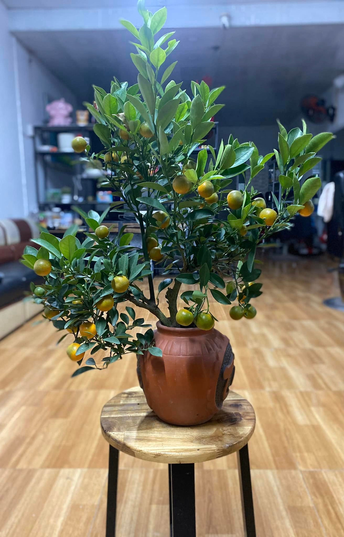 Quất bonsai dù nhỏ vẫn hội tụ đầy đủ các tiêu chí như dáng đẹp, quả sai, đủ lá xanh, lộc non, có nụ hoa. Ảnh: Dàng Nguyễn Thị