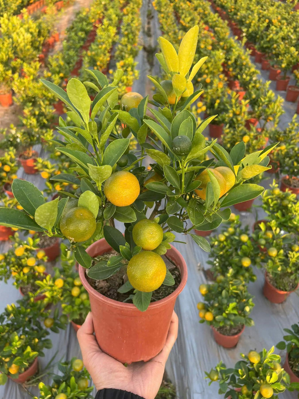 Quất bonsai mini được ưa chuộng vì tiết kiệm diện tích nhưng vẫn tạo thế độc đáo. Ảnh: Suckhoedoisong