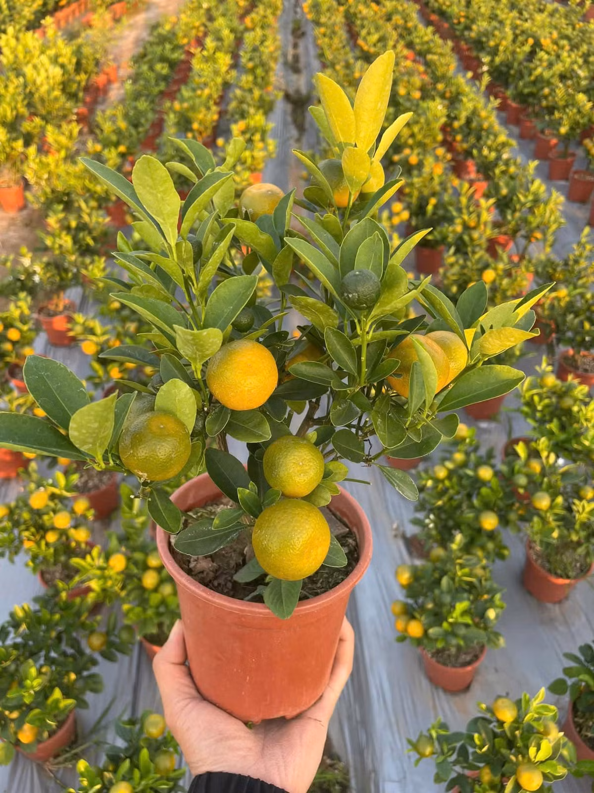 Quất bonsai mini được ưa chuộng vì tiết kiệm diện tích nhưng vẫn tạo thế độc đáo. Ảnh: Suckhoedoisong