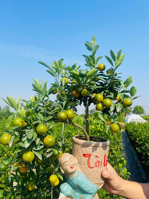 Dù cây nhỏ song các nhà vườn vẫn tạo hình đa dạng để phù hợp với phong thủy, sở thích của người dùng. Ảnh: Suckhoedoisong