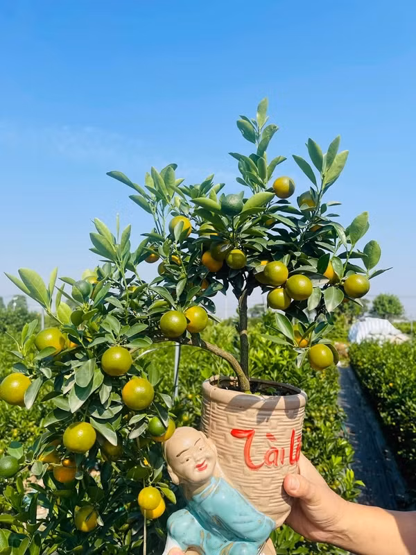 Dù cây nhỏ song các nhà vườn vẫn tạo hình đa dạng để phù hợp với phong thủy, sở thích của người dùng. Ảnh: Suckhoedoisong