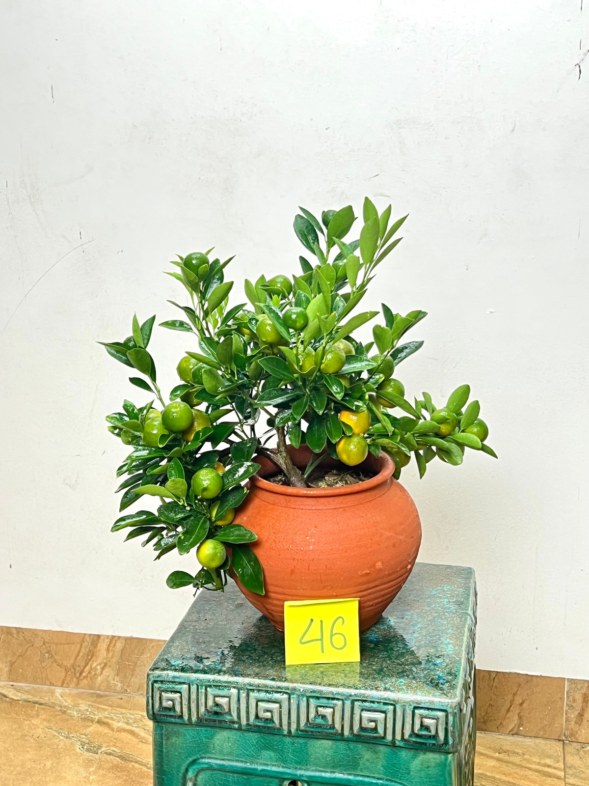 Năm nay, quất mini là một trong những mặt hàng được ưa chuộng hơn cả vì hình dáng nhỏ nhắn và giá cả hợp lý. Ảnh: Facebook