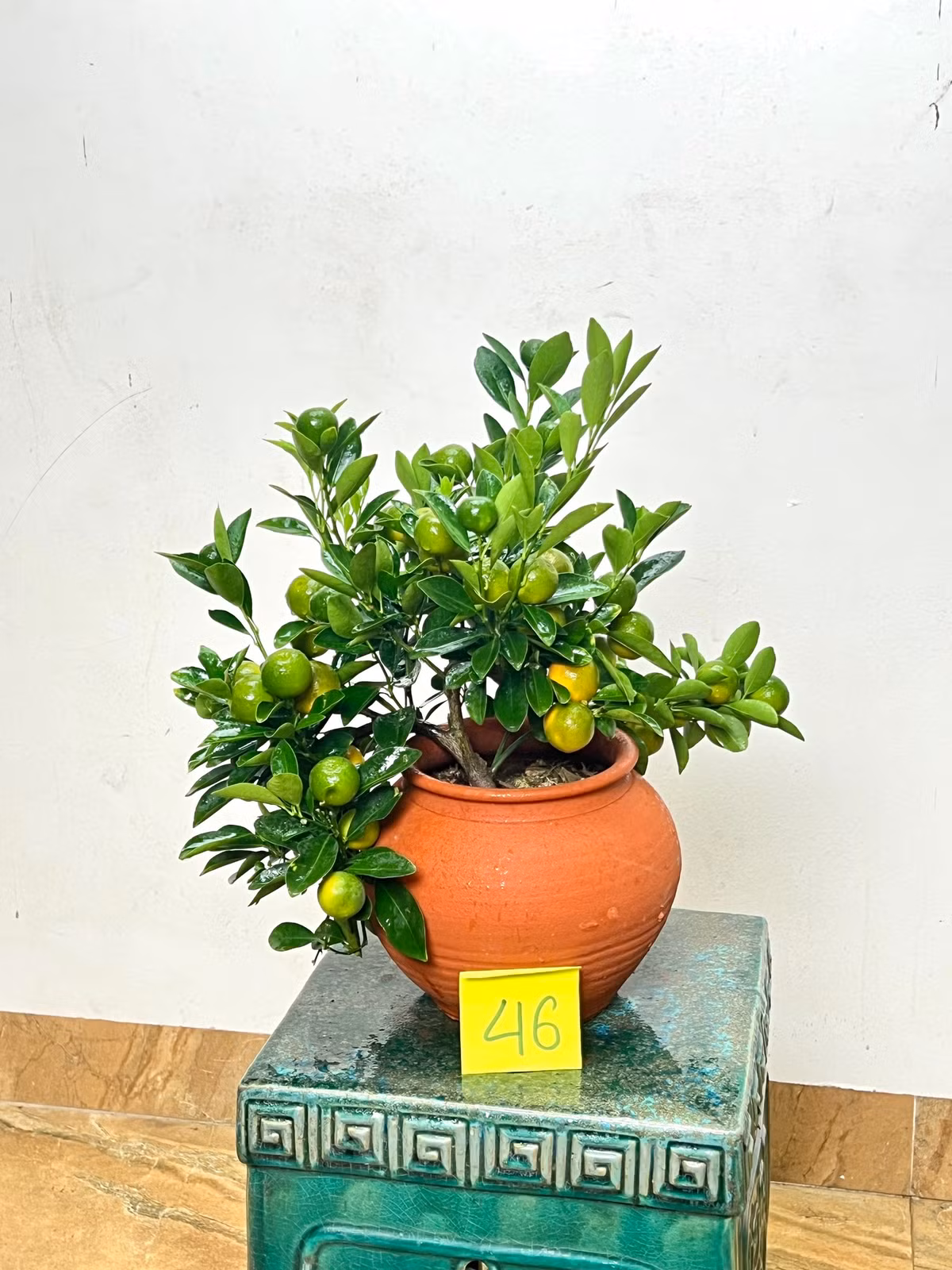 Năm nay, quất mini là một trong những mặt hàng được ưa chuộng hơn cả vì hình dáng nhỏ nhắn và giá cả hợp lý. Ảnh: Facebook