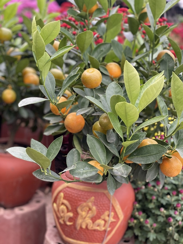 Thay vì phải bỏ ra cả triệu đồng để mua một cây cảnh chơi Tết thì quất mini chỉ có vài trăm ngàn đồng, rất phù hợp với túi tiền của một bộ phận không nhỏ người dân. Ảnh: Facebook