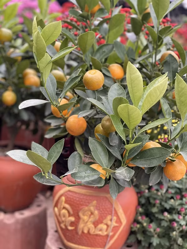 Thay vì phải bỏ ra cả triệu đồng để mua một cây cảnh chơi Tết thì quất mini chỉ có vài trăm ngàn đồng, rất phù hợp với túi tiền của một bộ phận không nhỏ người dân. Ảnh: Facebook