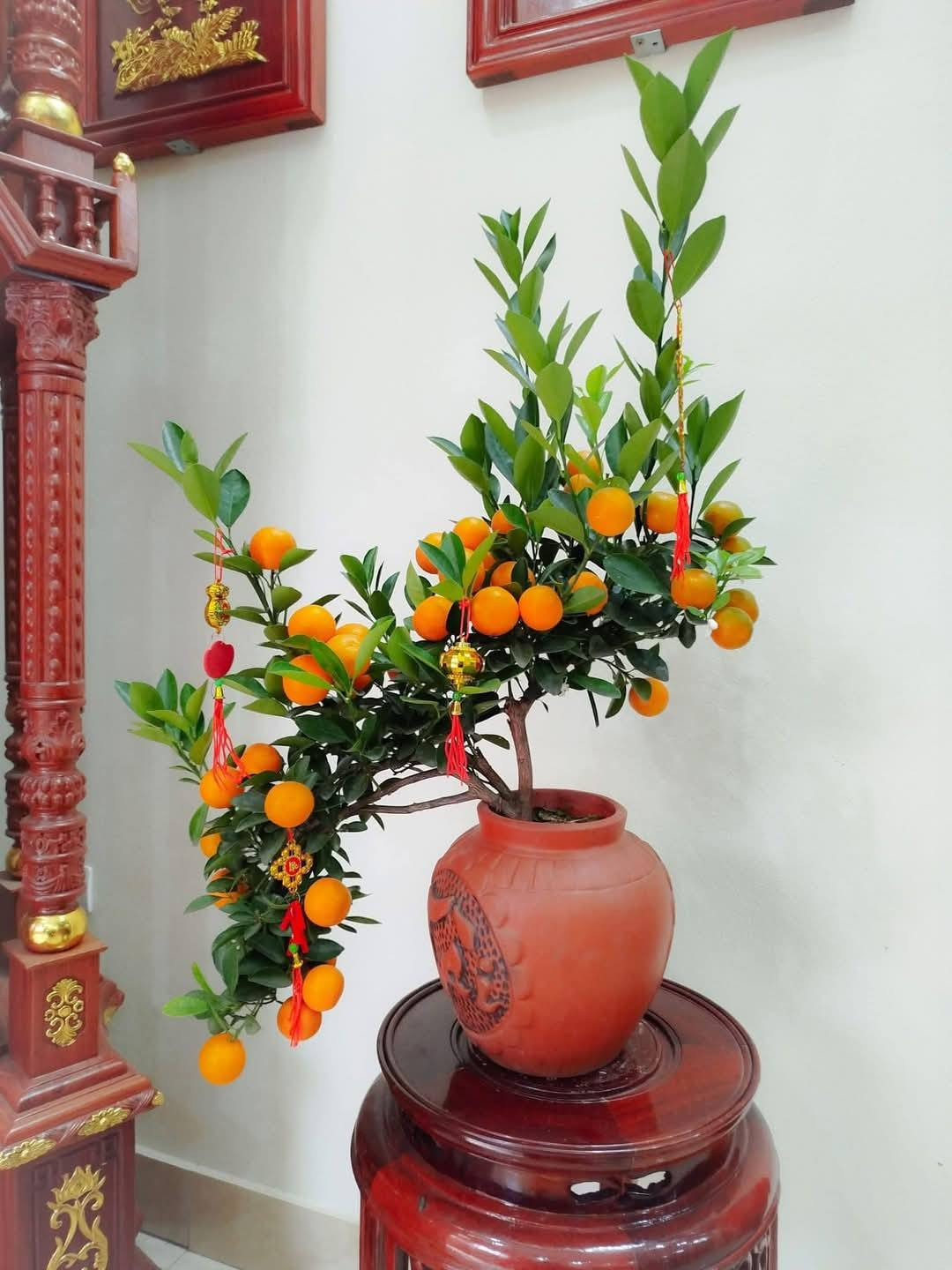  Quất bonsai mini trồng trong chậu, bình nhỏ có thể bài trí trên bàn trà hoặc không gian hẹp. Ảnh: FB Trà Linh Nguyễn